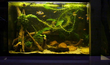 aquarium 60L mini amazonien