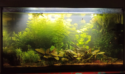 aquarium Aquarium crevette