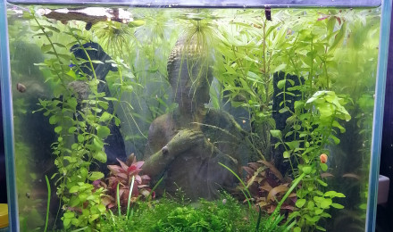 aquarium Betta Tank