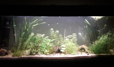 aquarium Aquarium classe 2