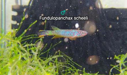 aquarium Killi26 243 Fundulopanchax scheeli