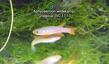 aquarium 242 Aphyosemion wildekampi Gnagoua JVC 17-13