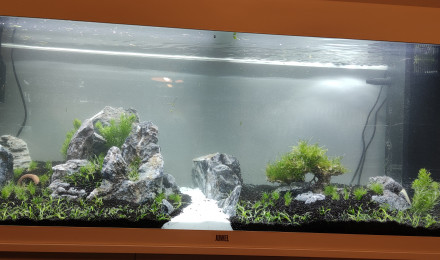 aquarium Salon