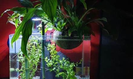aquarium Alevins