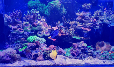 aquarium Aqua recifal