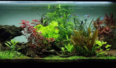 aquarium 120l