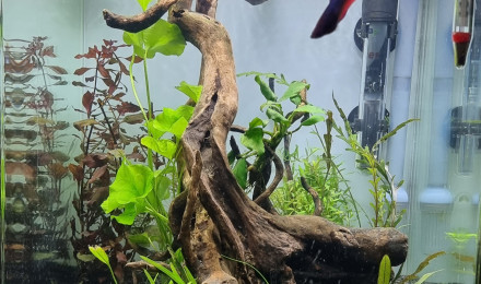 aquarium 30l
