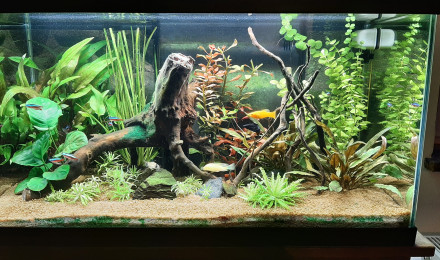 aquarium Aquarium 60l