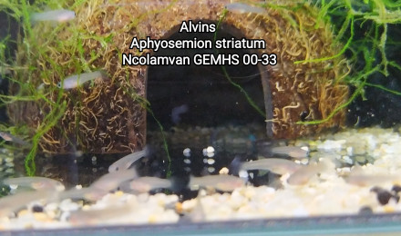 aquarium Killi26 134 Aphyosemion striatum Ncolamvan GEMHS 00-33