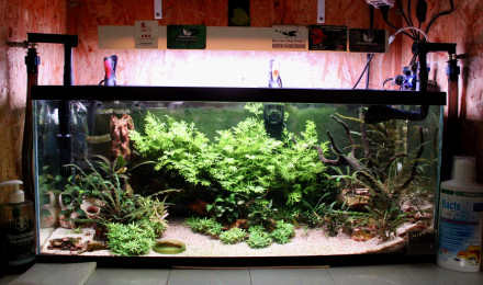aquarium Tetraodons Nains