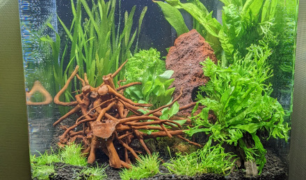 Plantes d'aquarium SUR SUPPORT : Microsorum Windelov sur Racine avec  Ventouse Taille Nano pour aquarium eau douce - 21.95€