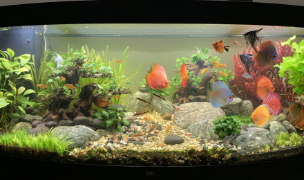 aquarium Juwel Vision 450