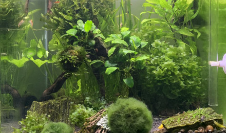 aquarium Nano Aquarium 60