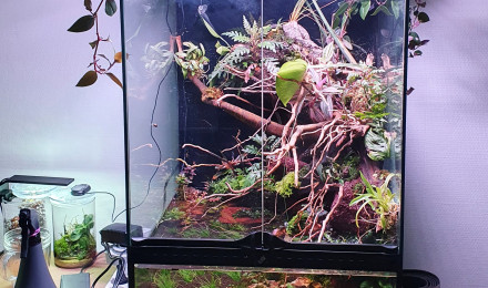 aquarium Paludarium crabe vampire