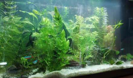 aquarium Aquatlantis 60