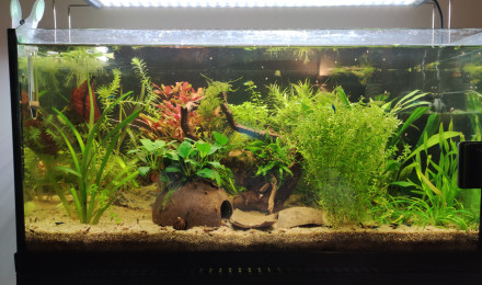 aquarium Microdevario kubotai