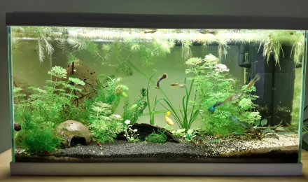 aquarium Guppys