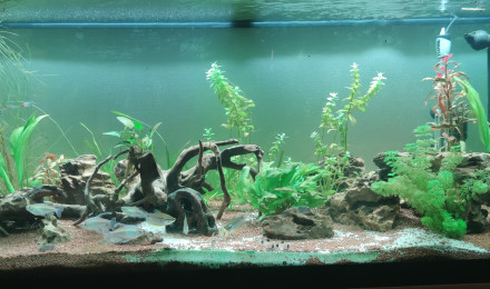 aquarium Communautaire 240 l