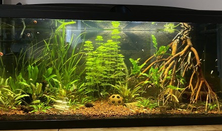 aquarium Amazonien