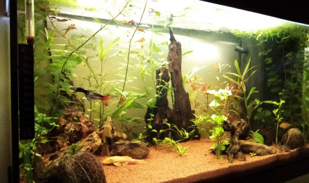 aquarium Aqua 120l