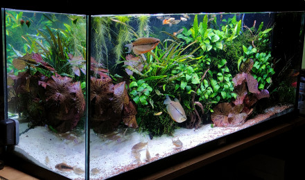 aquarium MOONLIGHT SHADOW