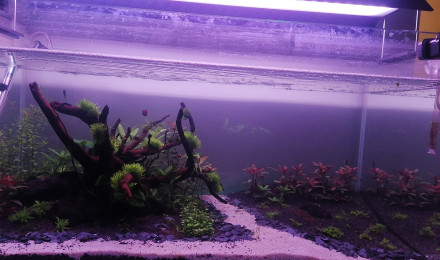 aquarium Eheim Cleartank 200l