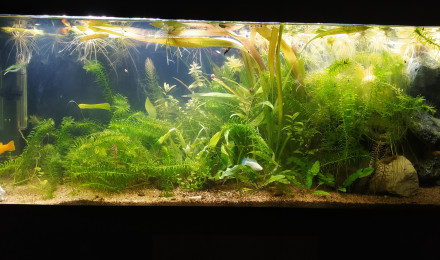 aquarium 100l