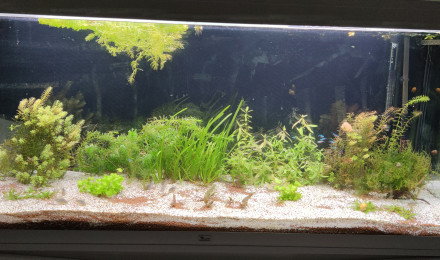 aquarium 450L Discus