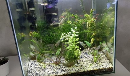 aquarium 30L crevettes