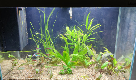 aquarium 100L