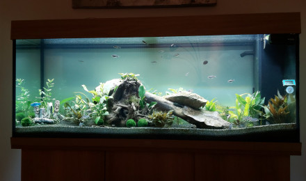 aquarium 240-Amazonien