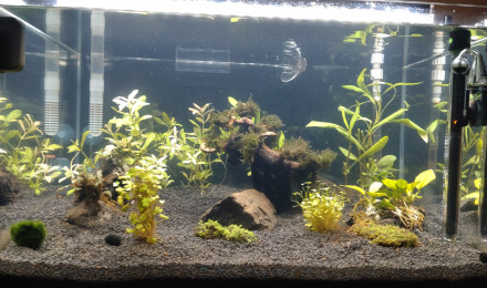 aquarium Crevette en Cévennes