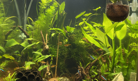 aquarium Minigrotte