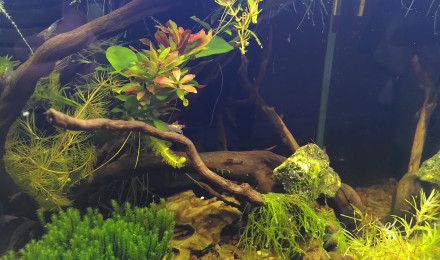 aquarium Nano 30L