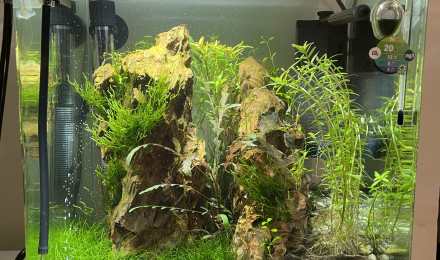 aquarium Nano DENN. Crevettes