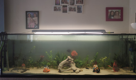aquarium Salon