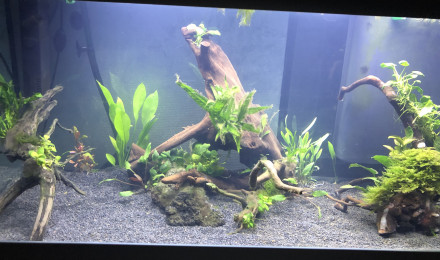 aquarium Bac Communautaire - 170L