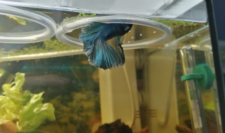 aquarium Aquarium communautaire 1