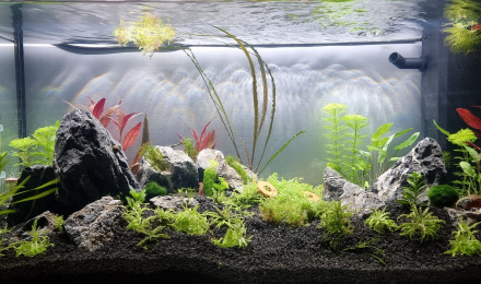 aquarium Le 110L des plapys