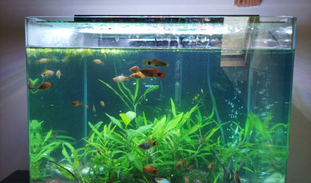 aquarium Aquarium palier