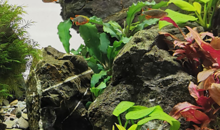 aquarium 70 litres