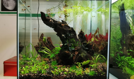 aquarium 30 litres cube