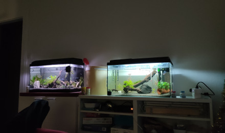 aquarium Aquarium vision