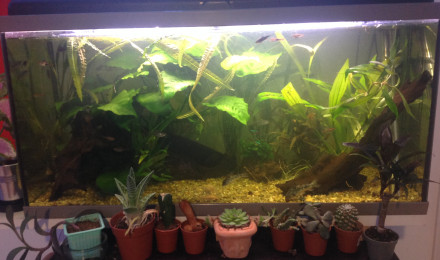 aquarium Naturel