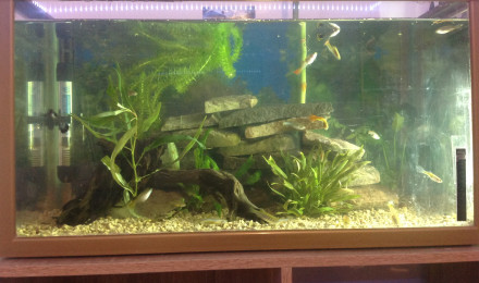 aquarium Guppy et pyjama