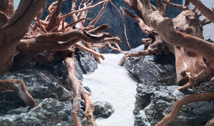 aquarium Forestscape