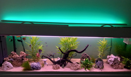 aquarium Aquarium communautaire