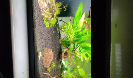 aquarium Tropical débutant