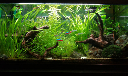 aquarium Commun plantée