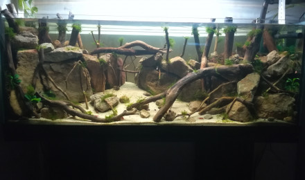 aquarium Crevettes canione